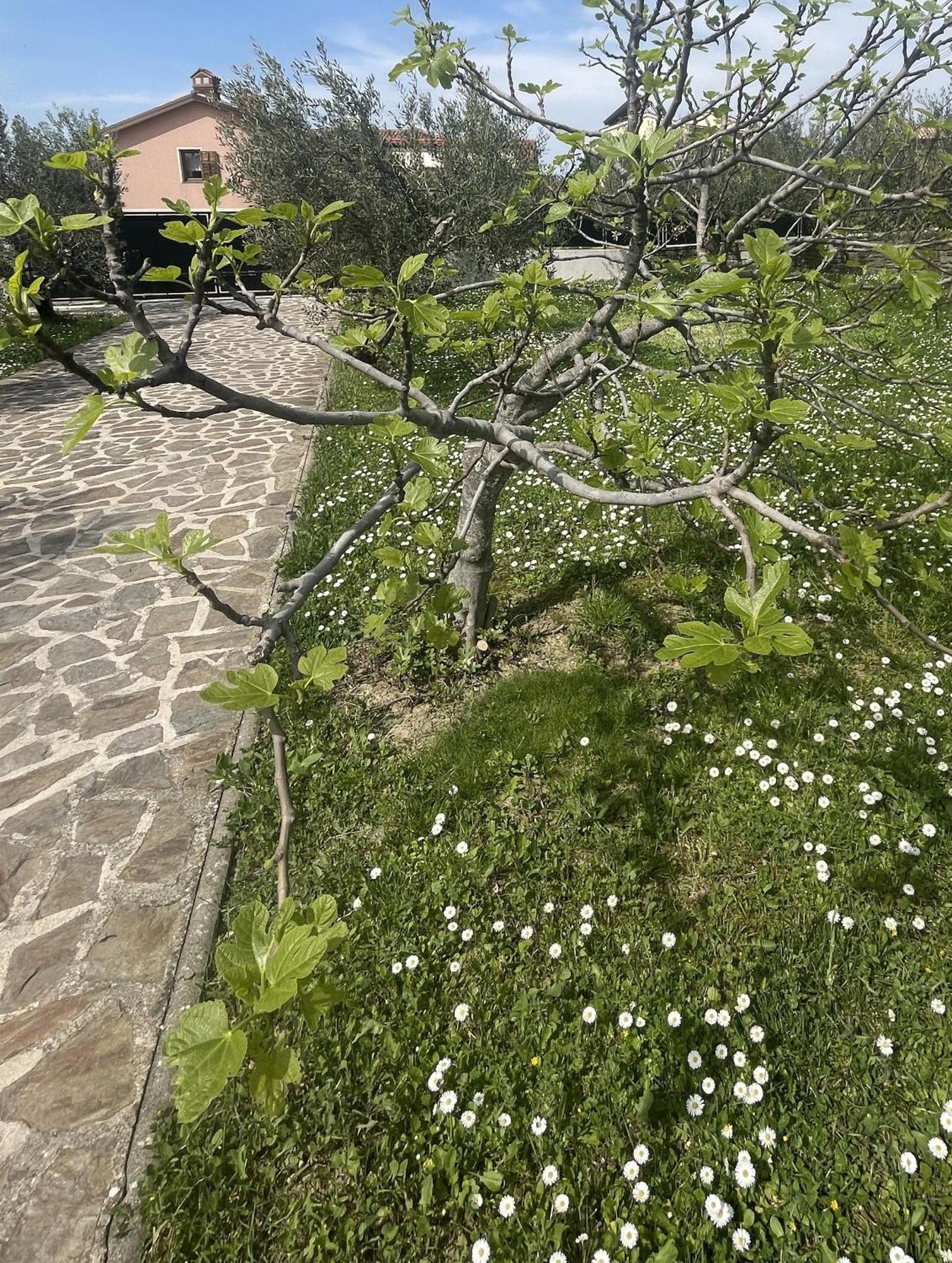 Paradise Villas With Swimming Pool 科佩尔 客房 照片